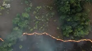 Trees Are Migrating Due to Climate Change and Wildfires May Be Helping