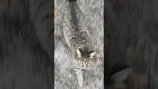 Ласковая кошечка 