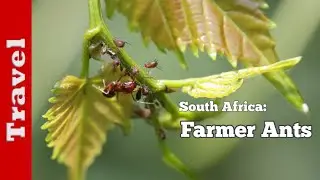 South Africa: Ant 