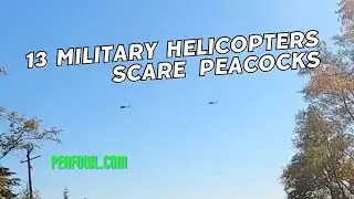 13 Military Helicopters Scare Peacocks, Peacock Minute, peafowl.com
