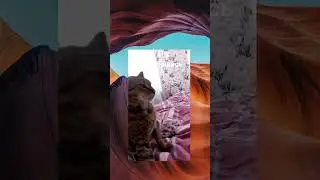кот дика флексит