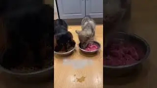 A dog brought a wolf cub home and people helped him