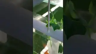 Горох на аквапонике 😄
