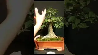 Bonsai y abono!!