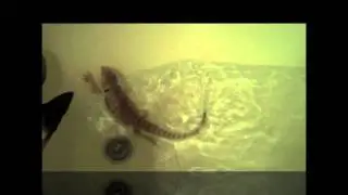 Bearded Dragon On H2O Treadmill