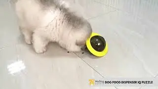 Dog Food Dispenser IQ Puzzle | Dogizz | Free Worldwide Delivery