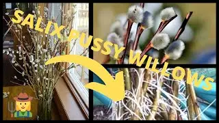 How to Root Rooting Planting in Pots Salix Pussy Willow Tree Branches