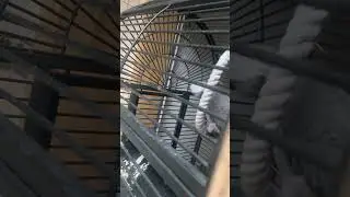 Софи папугай