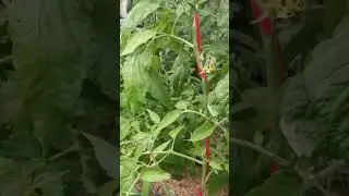 Томаты через месяц, после высадки в открытый грунт. #томаты