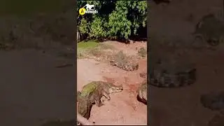 Crocodile Eats Its Own Friend #shorts