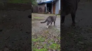 Backyard kittycats and chickens