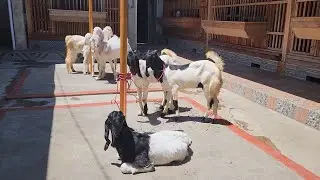 LIVE SELEKSI KAMBING ETAWA GRADE A PESANAN CUSTOMER