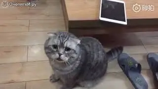 Серенький кот сирена