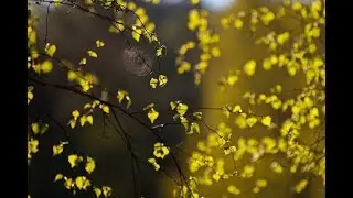 Весенний шепот леса   фото А Васильева   муз  Дхавантари