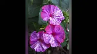 Variety of Four O'clock flower 😍😍