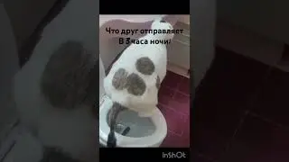 Скибиди кот