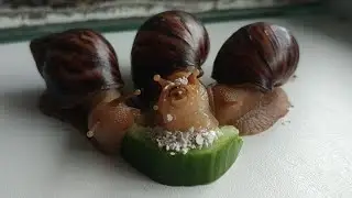 African baby snails happily eating CUCUMBER 🥒💕🐌