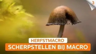 Scherpstellen bij macrofotografie: zo pak je dat aan! | Macrofotografie in de herfst | Zoom.nl | #3