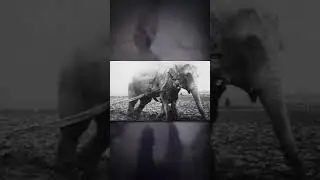 The Tragic Story of Mary the Elephant 