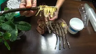 Инжир. Из тряпочки в грунт. Укоренение черенков.