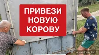 КУПИЛ КОРОВУ🐂 за 70.000₽