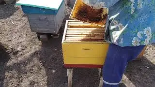 Сильная семья/Отбор росплода/Пчеловодство 2020