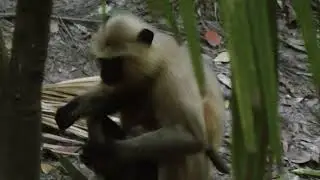 Newborn baby in monkeys lap
