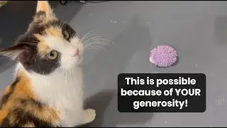 Chloe the Cat - Rescue Update