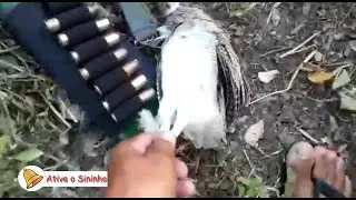 Dei uma volta na fazenda rendeu  duas codorna ,