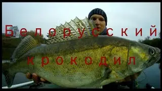 Review of the best bait for catching PIKE-PERCH in snags/ 
