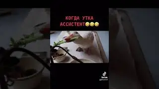 🐿Доктор Дулитл делает операцию белке