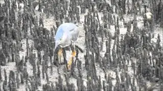 Mangrove Heron scoping out the mangroves for food - Boondall, QLD (Australia