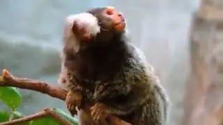 ALLAH EŞEĞİ YARATTI VE ŞÖYLE DEDİ...