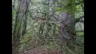 Ancient Forest with Native Flute