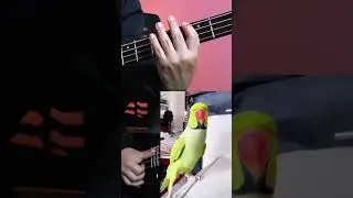 Cookie Cookie Song Singing Parrot 