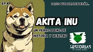 Akita Inu: Curiosidades y Datos Sorprendentes que Debes Conocer 🐕✨#perros #akitainu #hachiko #viral