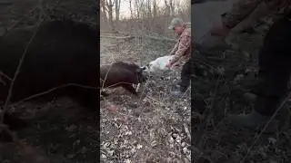 Вязкий кобель. 👍💪💪