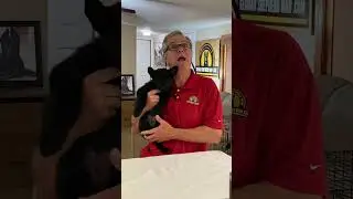 Are You OVERFEEDING Your German Shepherd??? German Shepherd Man #germanshepherdpuppytraining #puppy