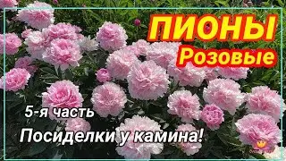 Посиделки у камина. Часть 5. Продолжение разговора о розовых пионах / Сад Ворошиловой