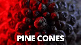 Abstract Pine Cone Macro Photography using the Raynox DCR 250