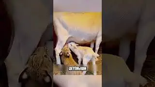 Рысь встала против волков ЗАЩИЩАЯ СВОЮ ПРИЕМНУЮ МАТЬ🐆🛡🐐