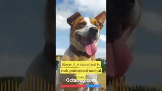 Therapy For Dogs? #shorts #dogs #dogshorts (OctaDog.com)