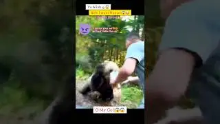 Bear Attack 😱😍 #shorts #status #short