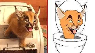 😂Cat Memes: Skibidi Toilet Cat and Funniest Dogs (new+updated)💀😅 Trending Funny Animals 😹