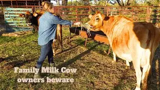 THE SAD STORY OF OUR FAMILY MILK COW