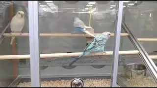 КУПИЛИ ПОПУГАЕВ!! ВЫБИРАЕМ В ЗООМАГАЗИНЕ/ ПЕРВАЯ ВСТРЕЧА♥️♥️