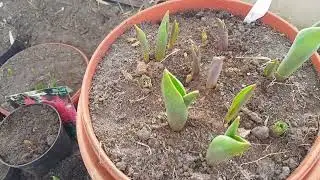 Кто то грызёт тюльпаны/Как с этим бороться