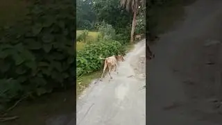 Cow #shorts #shortvideo #viralvideo #trending #funny #voice #sound #song #cow #video #mooing #animal