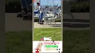 приколы с животными , смешные моменты , веселые животные  