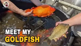 THE BIGGEST GOLD FISH || How To Grow Your Gold Fish Big.